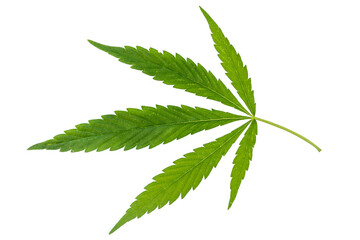 Green cannabis leaves isolated on on white background.