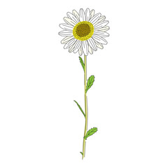 Line drawings of Daisy flowers, Floral element, Vector illustrations isolated.
