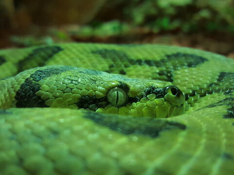 Green Snake