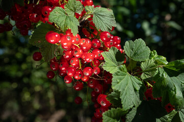 Bunches of ripe red currants hang on a branch. Summer concept of natural healthy organic food, healthy berries, vegetarianism.