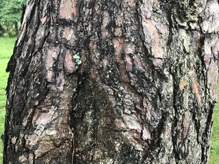 Bark texture