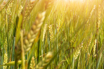 Wheat field at sunset. The concept of cereals, organic food, agriculture.