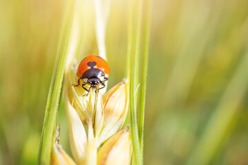 A ladybug is crawling over the wheat. Beautiful summer macro photography. Copy space.