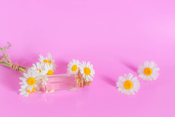 Chamomile essential oil with chamomile flower on a pink background. Beauty and health concept
