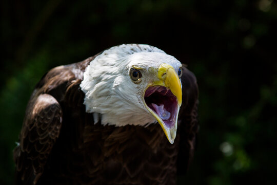 Beek 이미지 – 찾아보기 1,248 스톡 사진, 벡터 및 비디오 | Adobe Stock