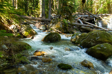 Fototapeta na wymiar stream in the forest in the pacific northwest
