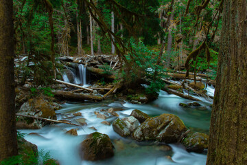 stream in the forest in the pacific northwest