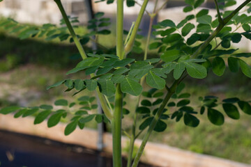 Moringa tree leaves