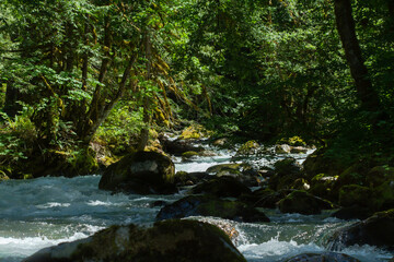 Obraz premium stream in the forest in the pacific northwest