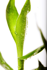 lucky bamboo with water drops