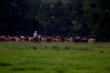 Florida cracker cowboys moving cattle 