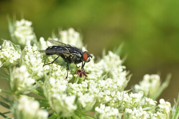 Macro of house flies or fly insect close up. Little fly on wild flower
