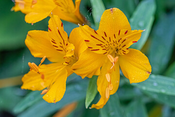 flower of the exotic garden of Roscoff, in Brittany