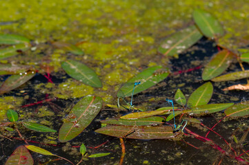Mating azure damselflies, Coenagrion puella