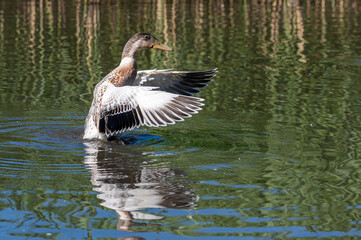 Juvenile hybrid mallard duck flapping wings