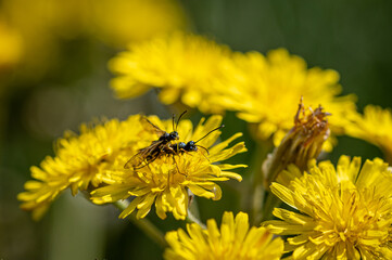Black soldier fly, ermetia illucens, mating on a vibrant yellow dandelion flower