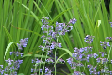 flower, nature, lavender, purple, plant, flowers, garden, green, summer, spring, flora, blossom, field, herb, wild, beauty, macro, blue, floral, orchid, grass, beautiful, bloom, closeup, bee