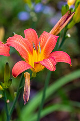 flower of the exotic garden of Roscoff, in Brittany