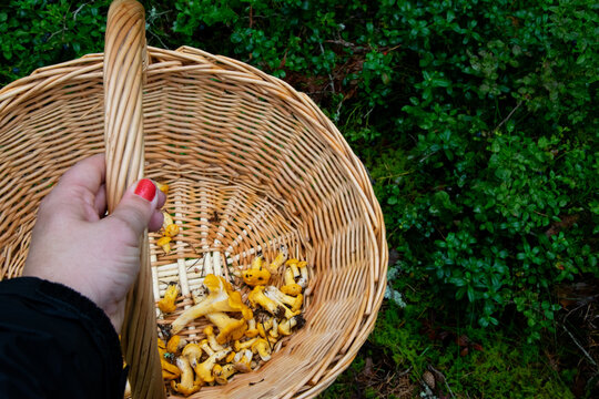 Hand holding basket full of freshly picked wild golden chanterelle mushrooms in the forest. Photo taken in Sweden