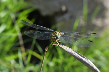 Beautiful dragonfly on plant stem by the river. Close-up photo of a Dragonfly