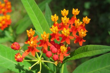 Asclepias flowers in Florida zoological garden, closeup