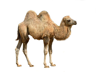 Domestic bactrian camel (Camelus bactrianus). Calf on white background