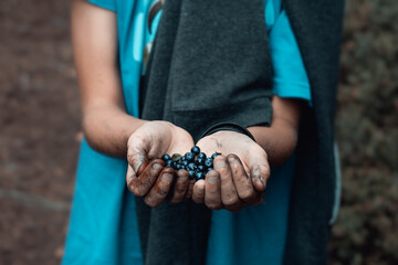 Fresh, ecological and natural forest blueberries kept in hands. Hands full of berries.