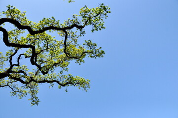 Sonoma tree branches