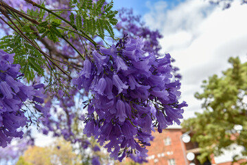 Jacaranda Trees are very beautiful symbolic trees in Spring season , South Africa 