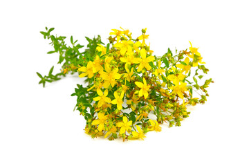 St. John’s wort (Hypericum perforatum), flowering plant with yellow flowers, healing herb