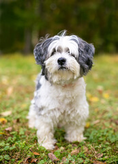 Naklejka na ściany i meble A cute Shih Tzu mixed breed dog standing outdoors