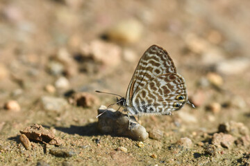 Lang's short-tailed blue butterfly. Leptotes pirithous, common zebra blue