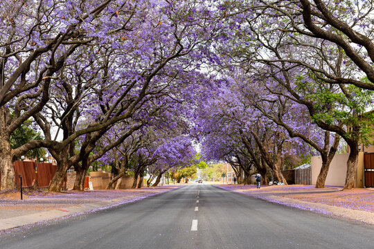 Jacaranda Trees are very beautiful symbolic trees in Spring season , South Africa 