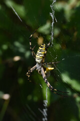 Wasp spider on the web. Big green spider in his web