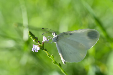 Beautiful white butterfly on flower. The Wood White butterfly, Leptidea sinapis