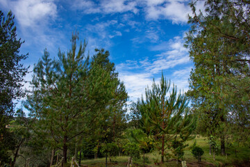 Beautiful Colombian tropical forest