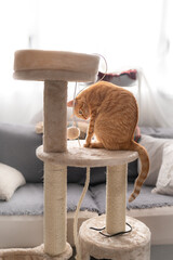 foto vertical. gato atigrado de color marron juega con una pelota de pelo en una torre rascador 2