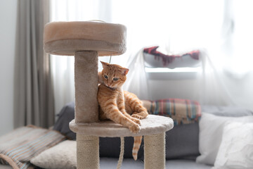 gato atigrado de color marron juega en una torre rascador