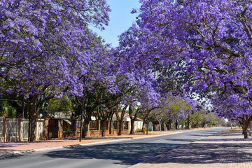 Jacaranda Trees are very beautiful symbolic trees in Spring season , South Africa 
