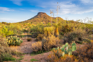 Landscape of the Sonoran Desert in Scottsdale, Arizona