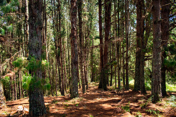 Beautiful Colombian tropical forest