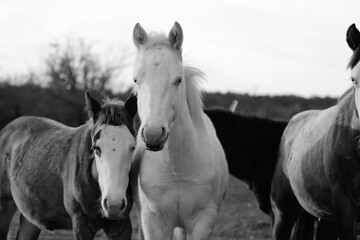 Herd of young horses looking close up in black and white, western horse farm.