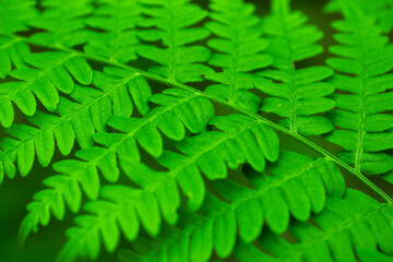 Fragment of beautiful ferns leaf, green foliage, natural floral fern background