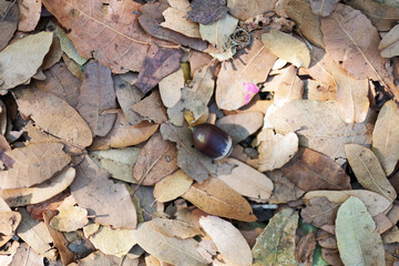 Acorn on oak leaves in the forest