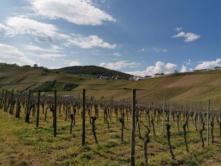 Fototapeta na wymiar Weingebiet