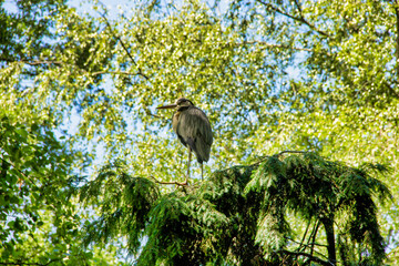 Rear view of a night heron sitting on a tree, Latin Nycticorax