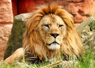 front view from a watching adult Berber lion, latin Panthera leo