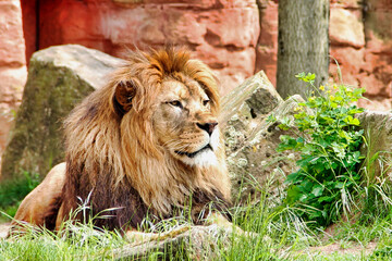 Obraz premium side view from a Adult berber lion looks around at Panthera leo leo