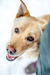 Funny dog smiling - adoption pets