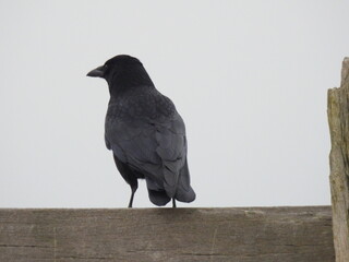 Black crow rear view